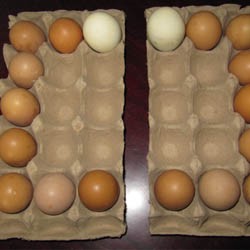 15枚蛋托（不带盖）